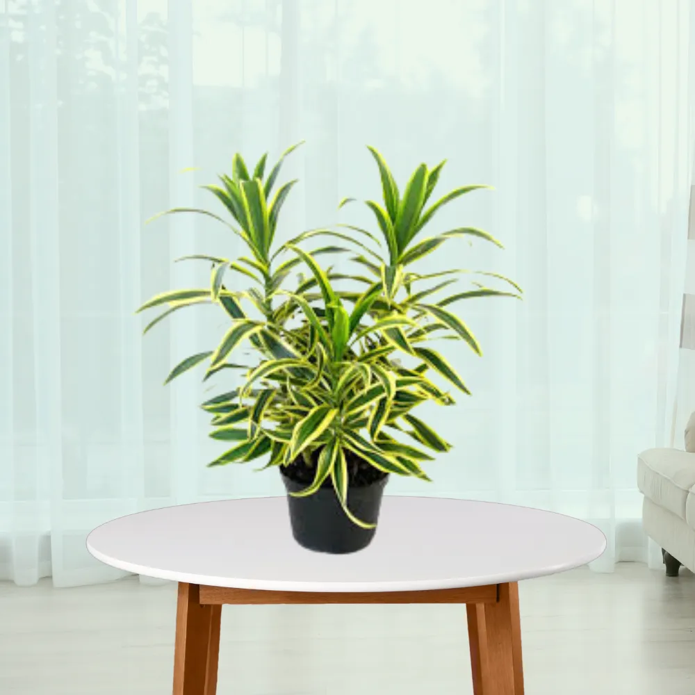 product-gallery