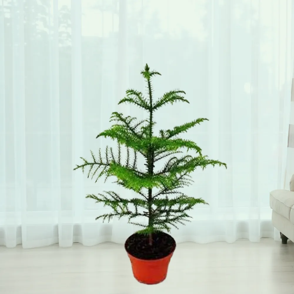 product-gallery