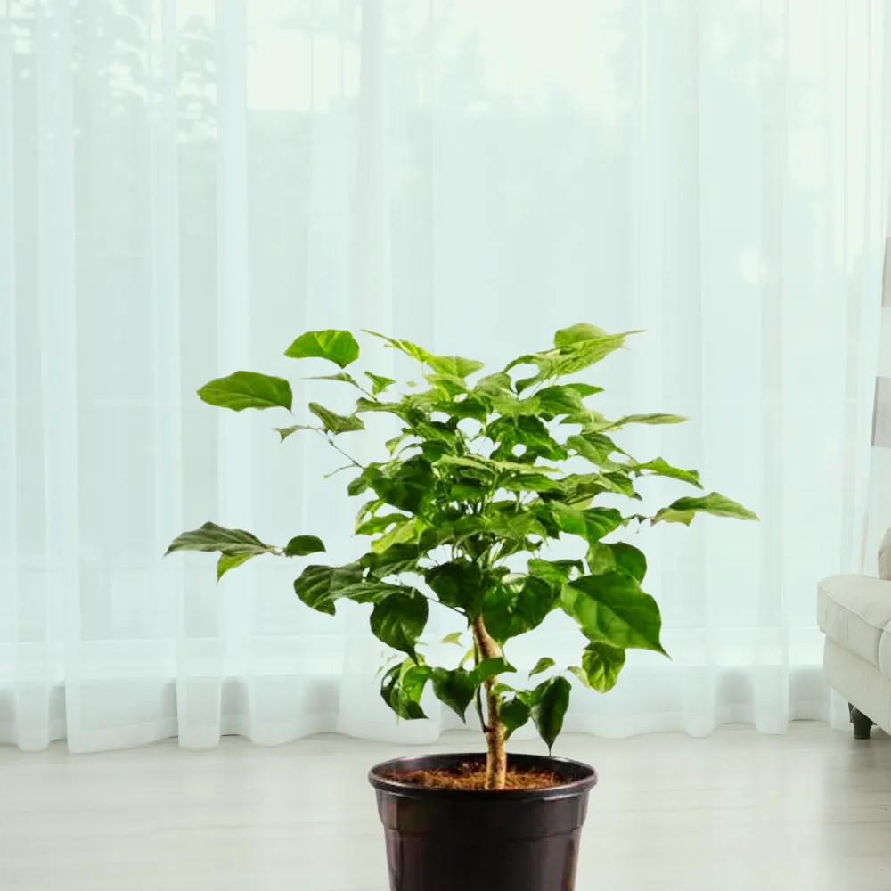 product-gallery