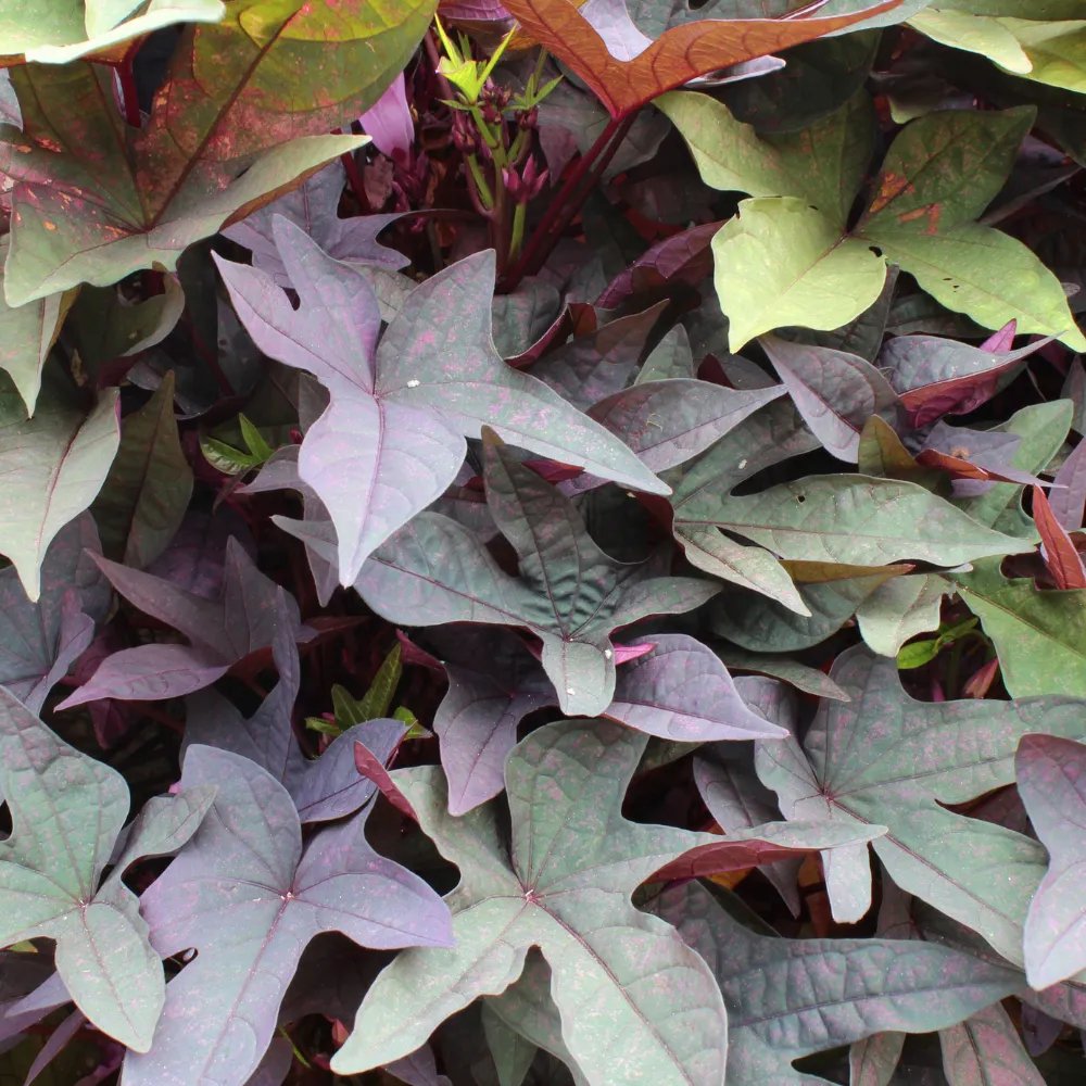 product-gallery