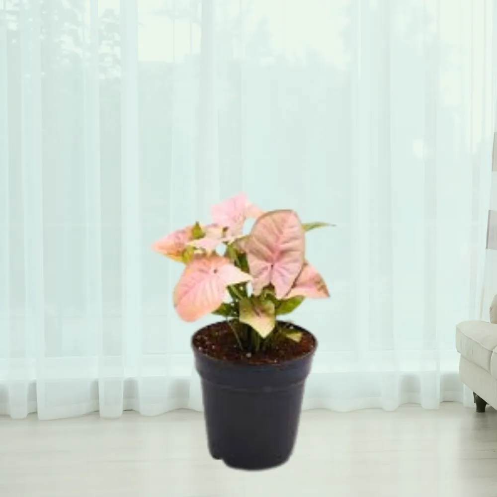 product-gallery