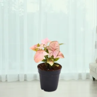 Syngonium Pink