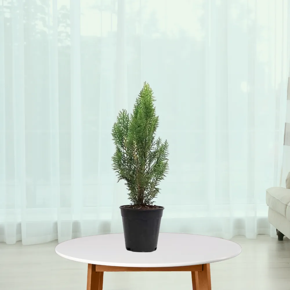 product-gallery