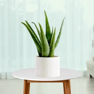 Aloe Vera