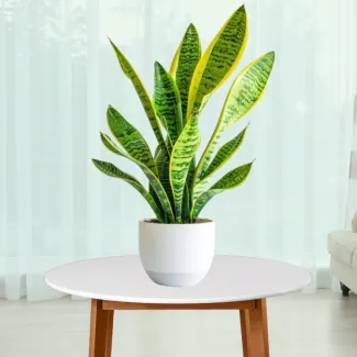 Snake Plant
