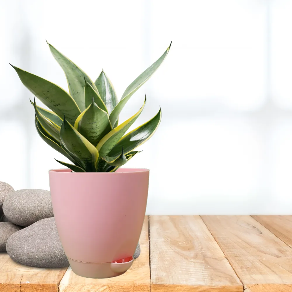 product-gallery