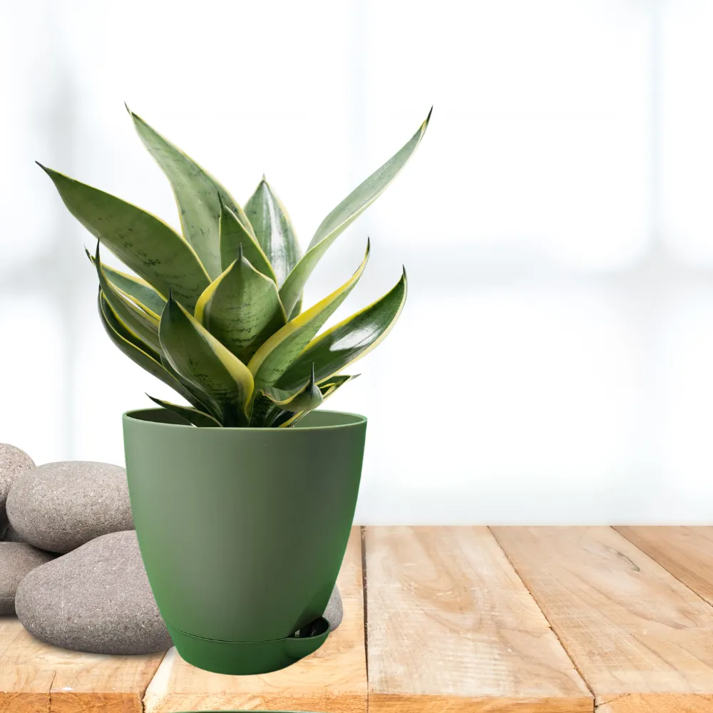product-gallery