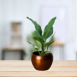 Metal Pot 3 Inch