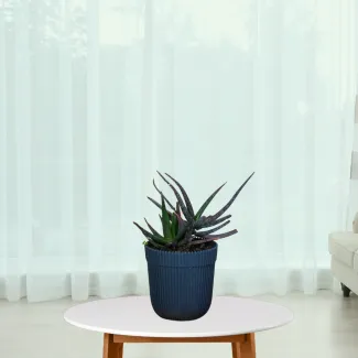 Black Aloevera