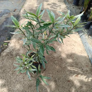 Eranthemum Variegated