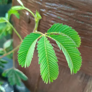 Touch Me Not Plant