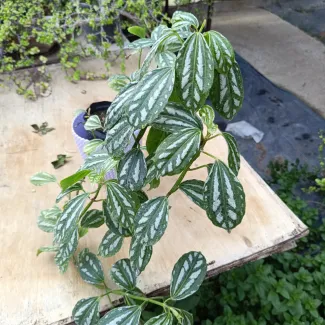 Pilea Aluminium Plant