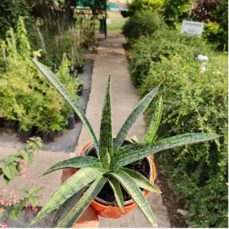 Sansevieria Fernwood Thin Leaf Plant