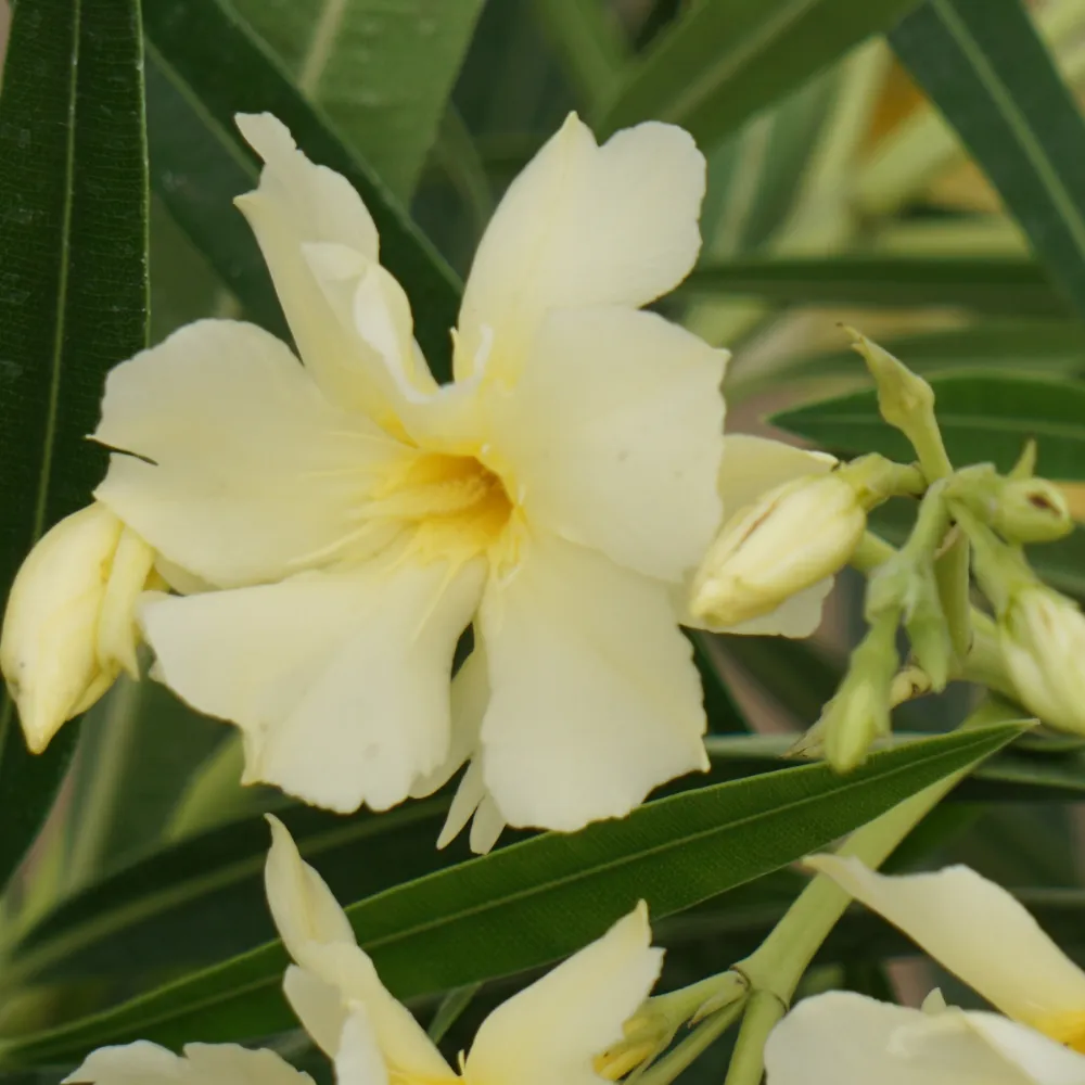 product-gallery
