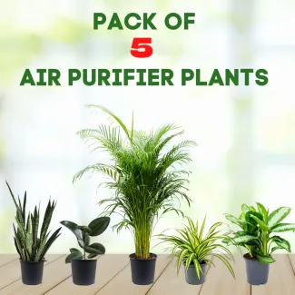 5 Air Purifier Plants - Areca Palm, Sensevieria, Spider Plant, Rubber Plant And Aglaonema Dove