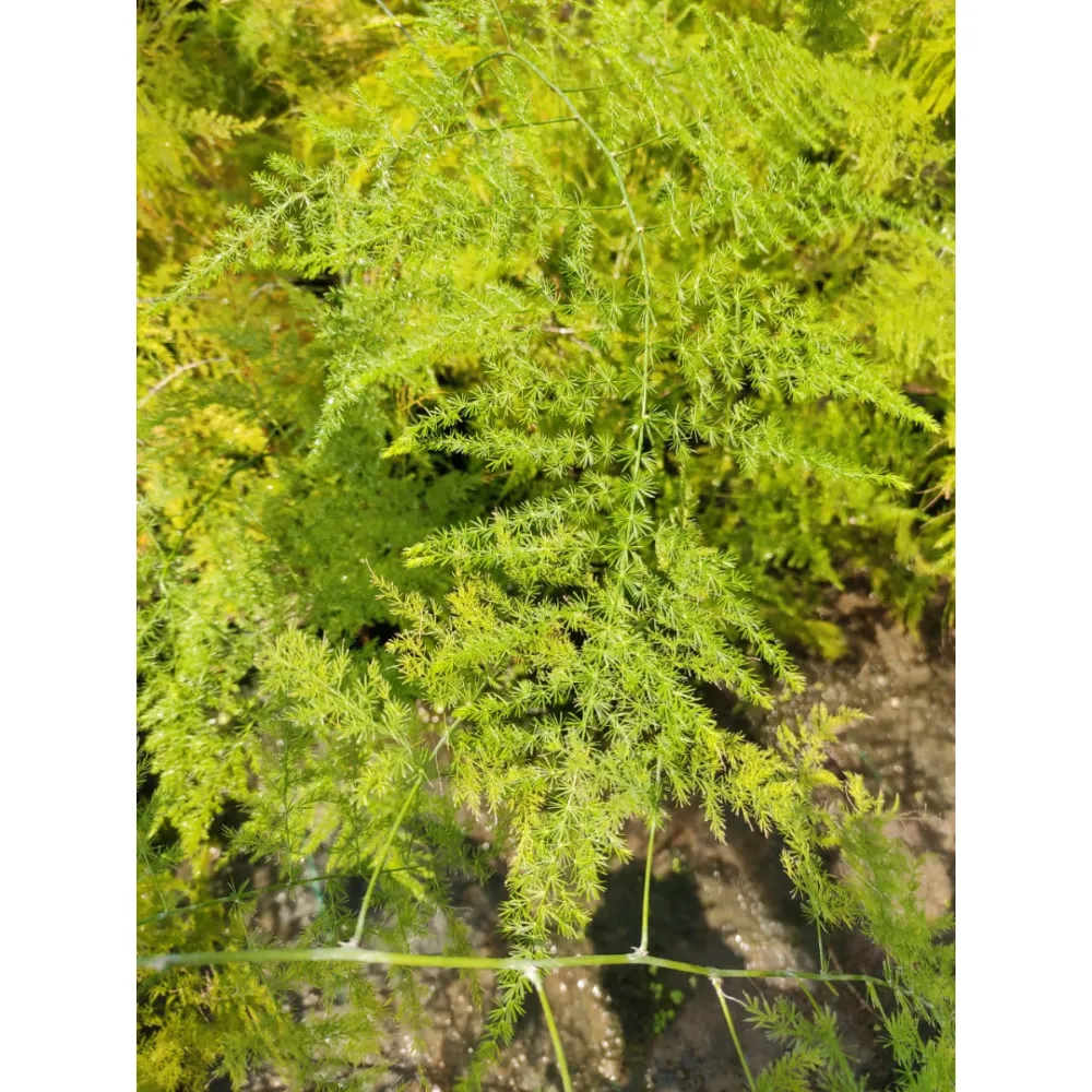 product-gallery