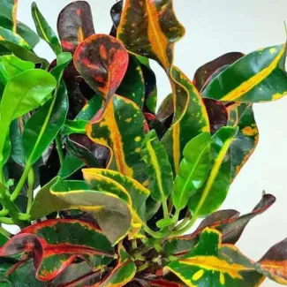 Croton Mammy