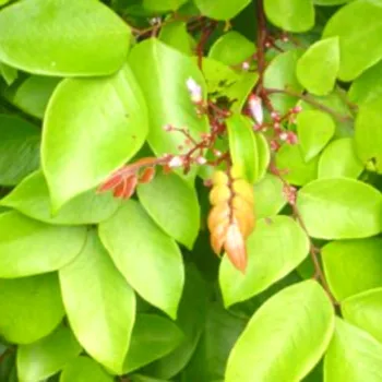 Star Fruit