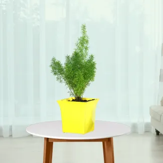 Asparagus Meyeri