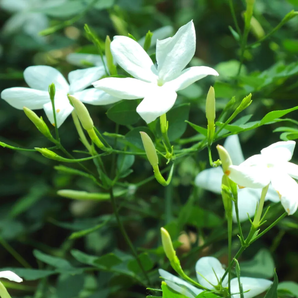 product-gallery