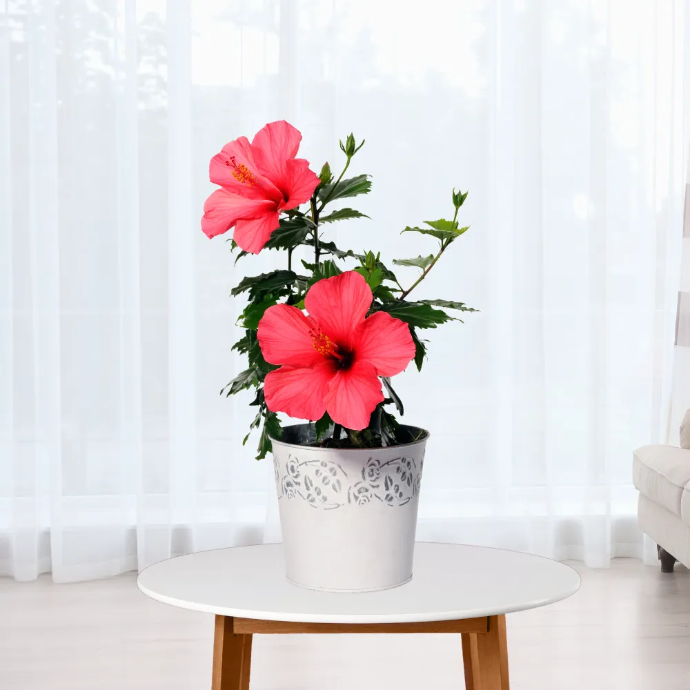 product-gallery
