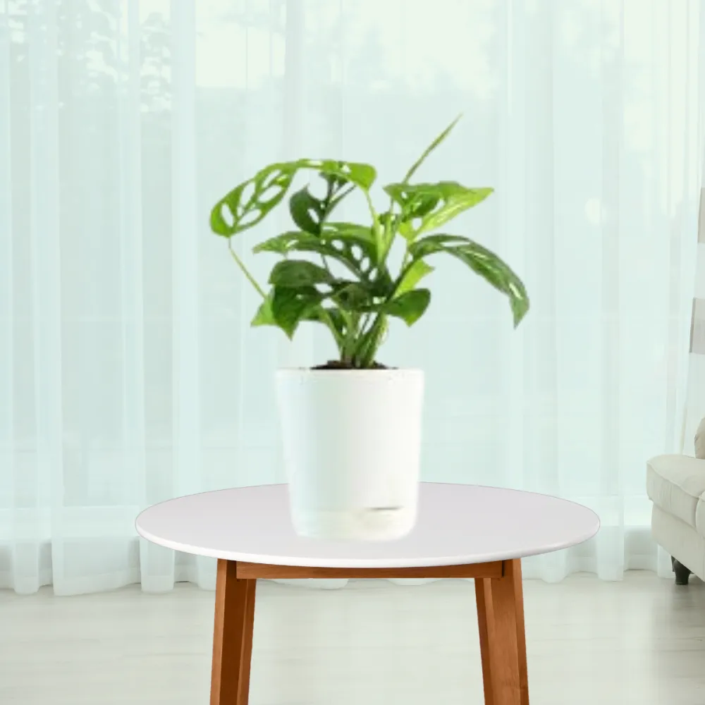 product-gallery