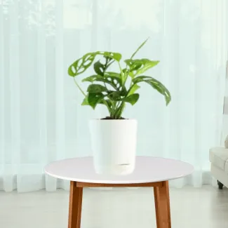 Broken Heart Plant / Monstera Adansonii Big