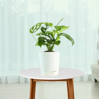 Broken Heart Plant / Monstera Adansonii Big