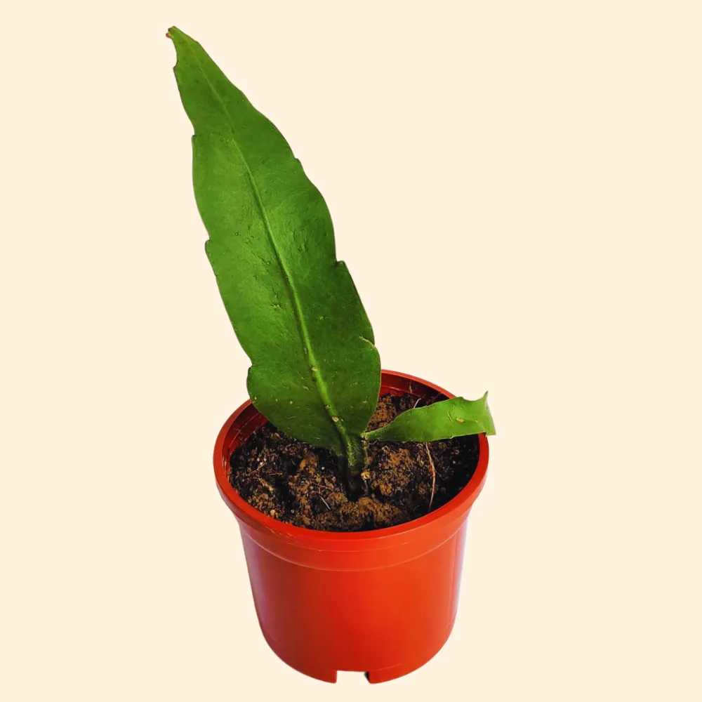 product-gallery