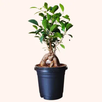 Ficus Bonsai