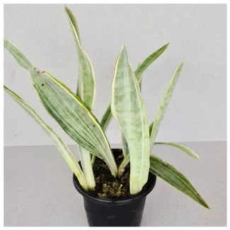 Snake Plant Moonshine