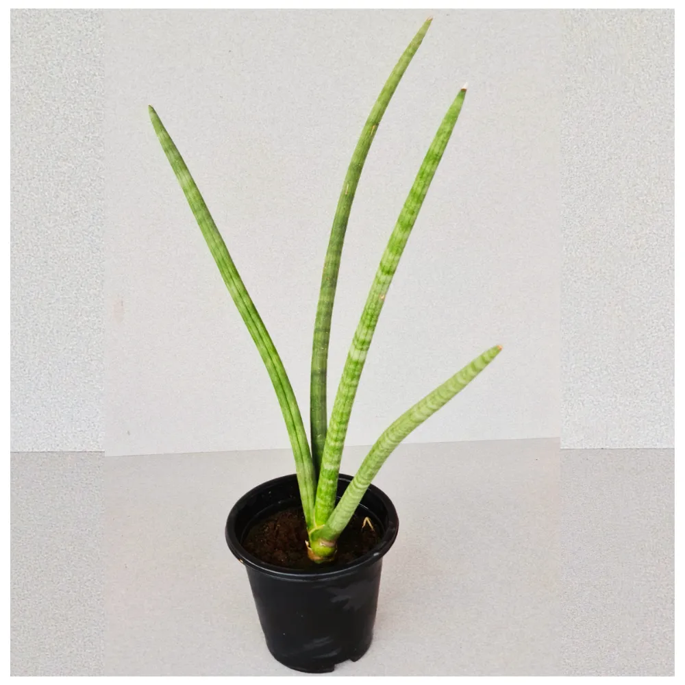 product-gallery