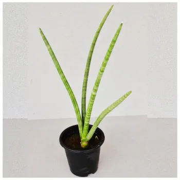 Snake Plant / Sansevieria Cylindrica