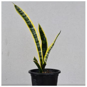 Snake Plant Green-yellow Big / Mother In Law Tung Plants