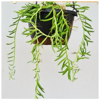 String Of Bananas