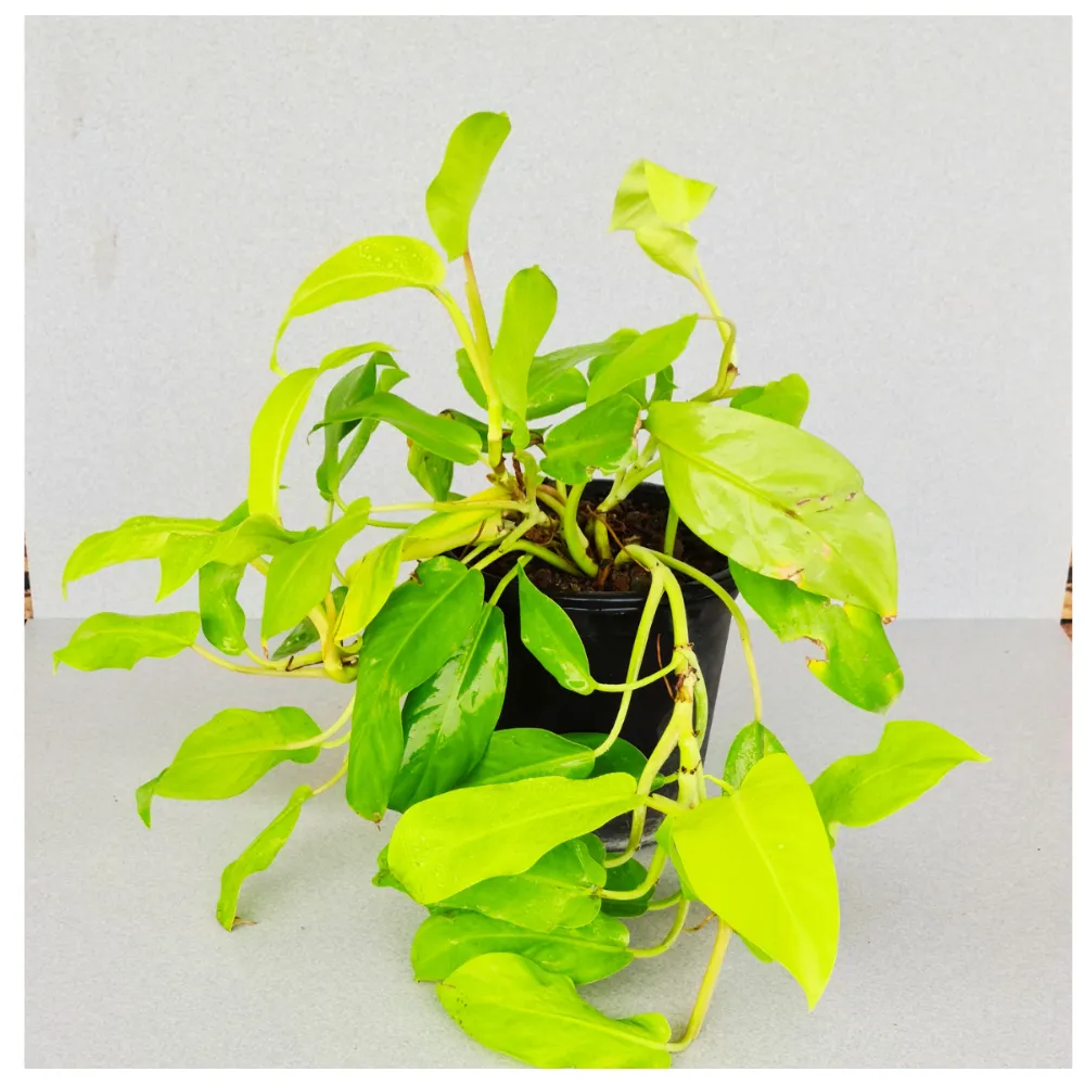 product-gallery