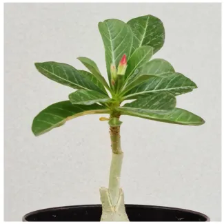 Grafted Adenium Small In Random Colors