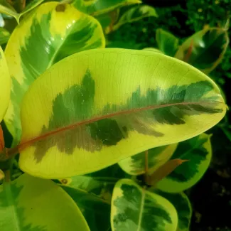 Rubber Plant Varigated