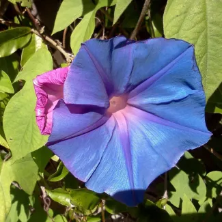 Morning Glory
