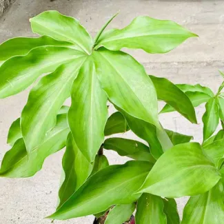 Insulin Plant