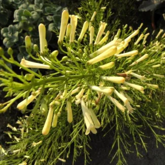 Russelia White Creeper