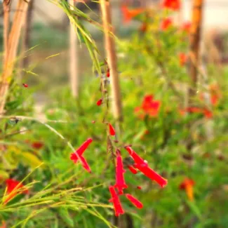Russelia Red Creeper
