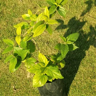 Parijat / Harsringar