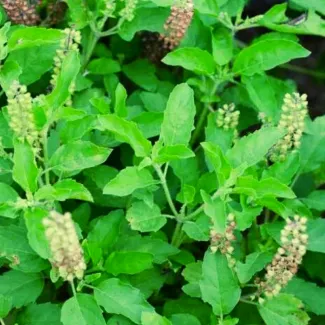 Tulsi Black