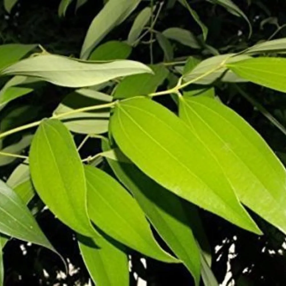 product-gallery