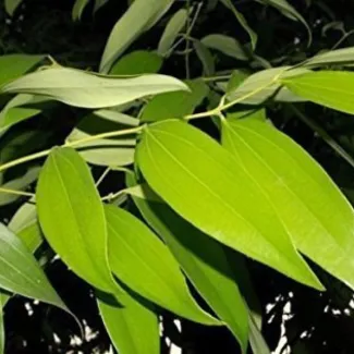 Tej Patta