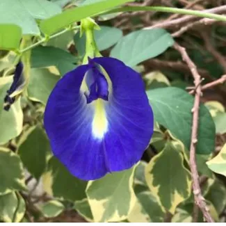 Aparajita Blue Single Flower