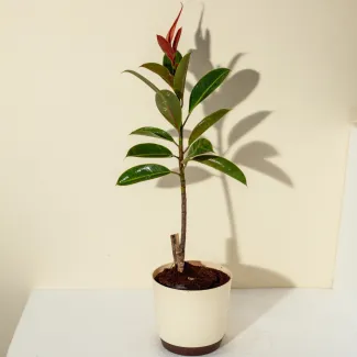 Rubber Plant Black Small Leaf