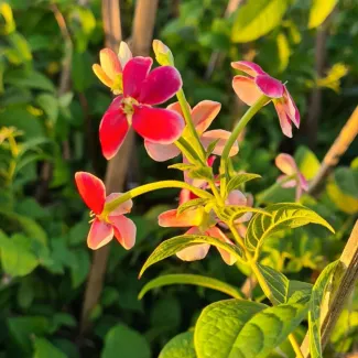 Madhumalti Creeper