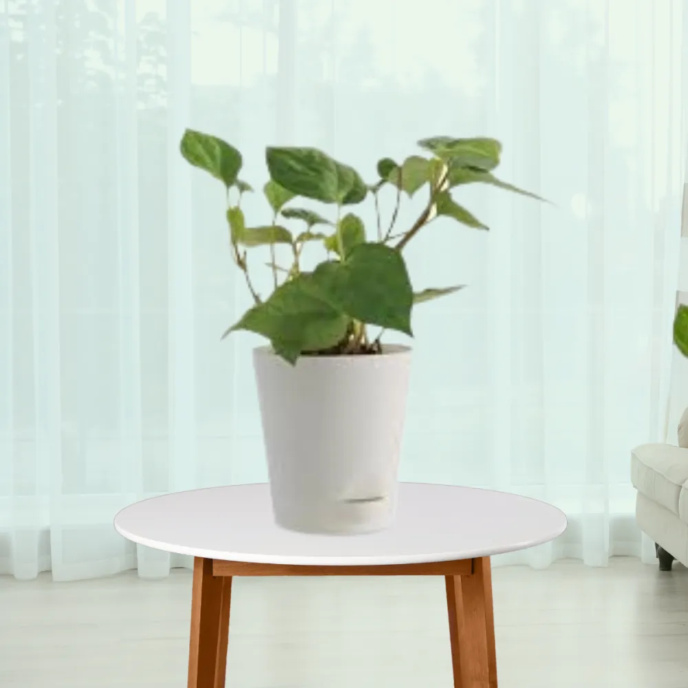 product-gallery